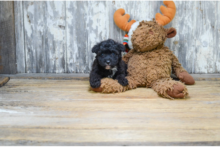 Morkie Pup Being Cute