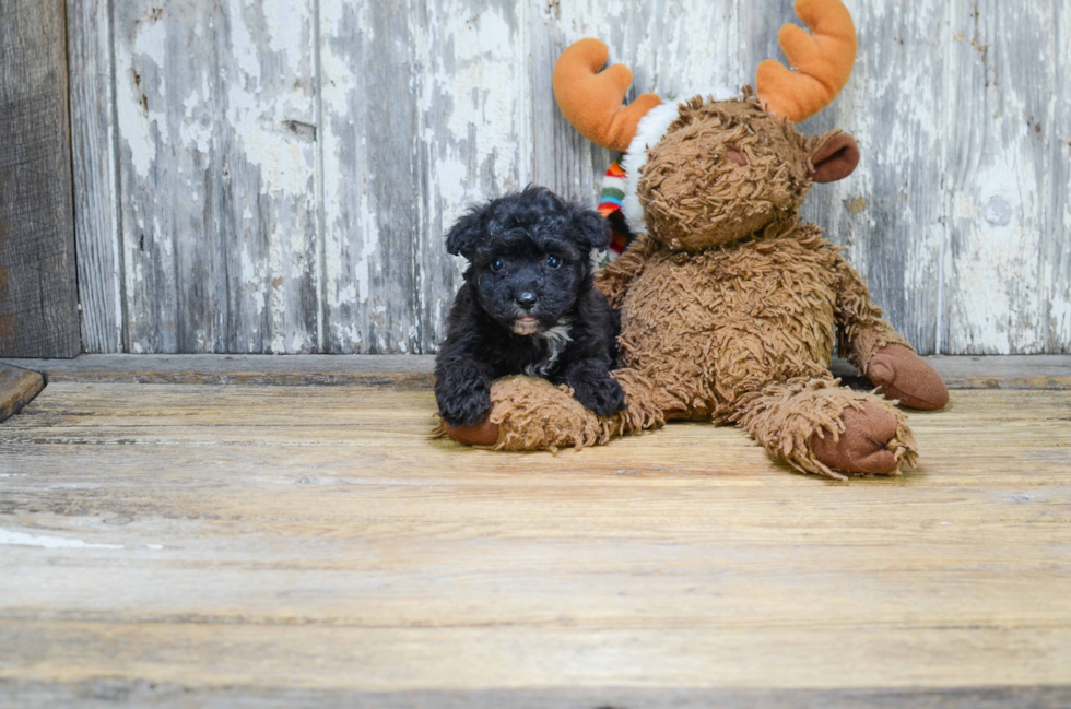 Morkie Pup Being Cute