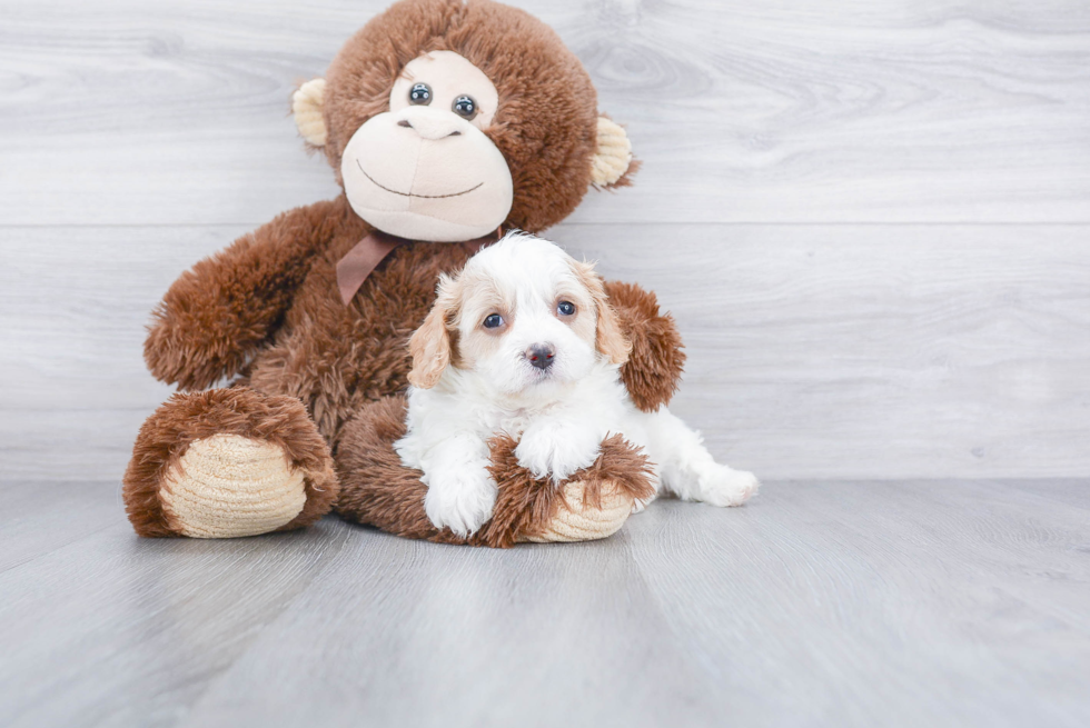 Cavachon Puppy for Adoption