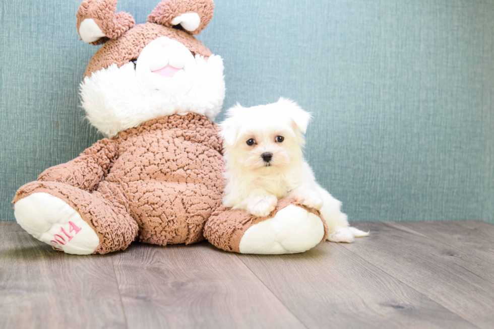 Popular Maltese Purebred Pup