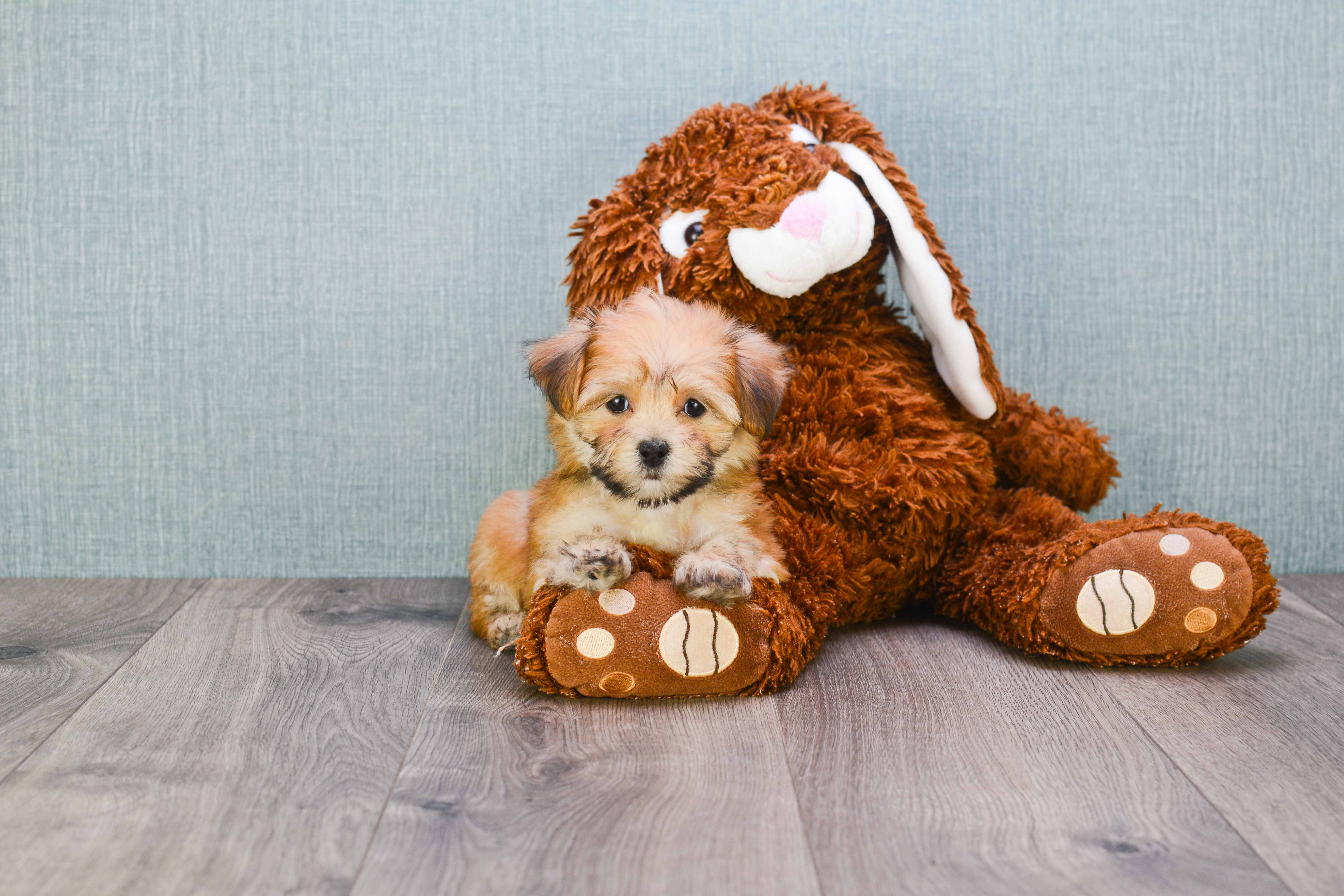 Best Morkie Baby