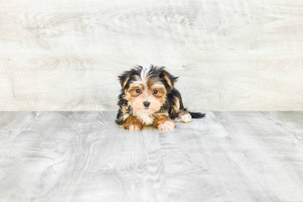 Best Morkie Baby