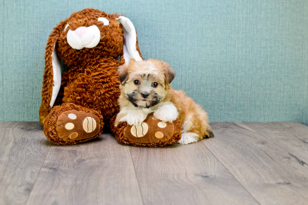 Morkie Pup Being Cute