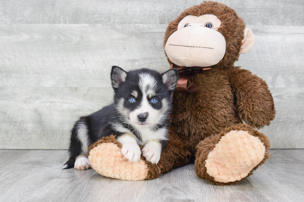 Best Pomsky Baby