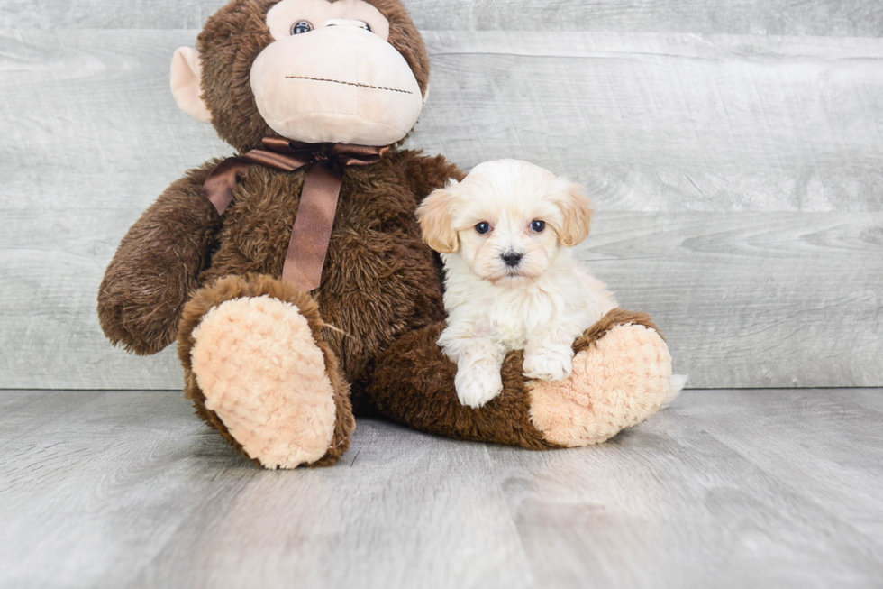 Popular Maltipoo Poodle Mix Pup