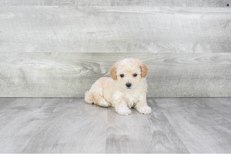 Petite Maltipoo Poodle Mix Pup