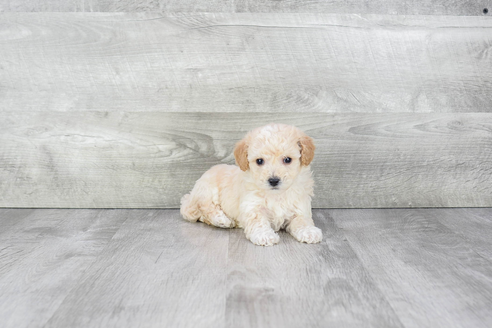 Petite Maltipoo Poodle Mix Pup