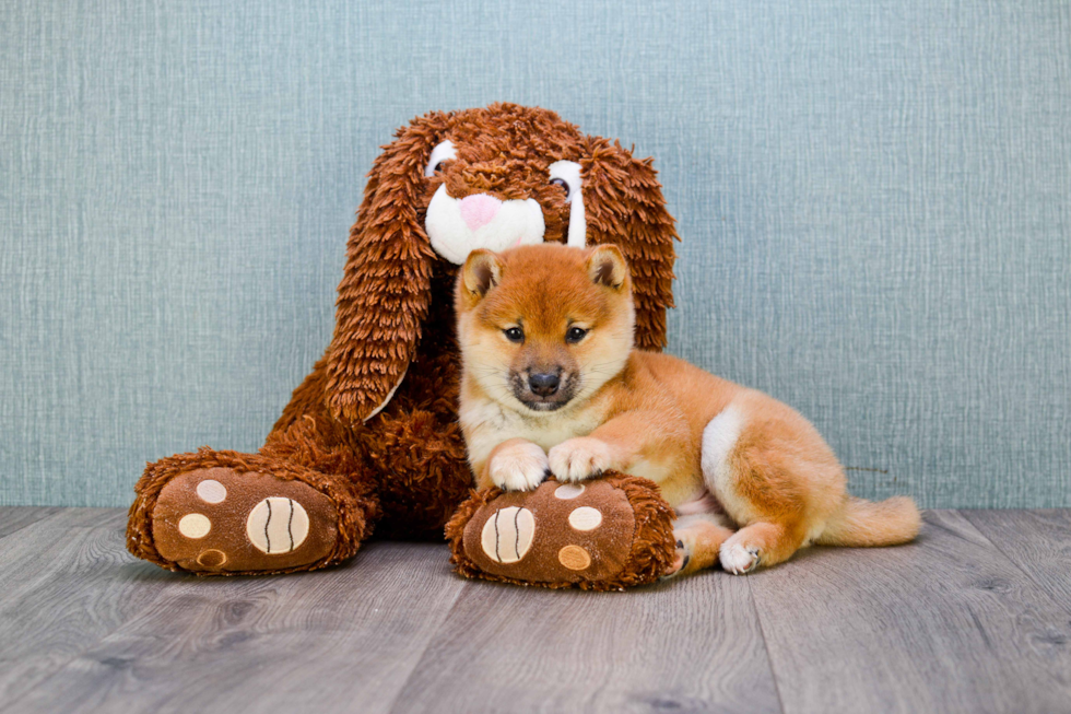 Cute Shiba Inu Baby