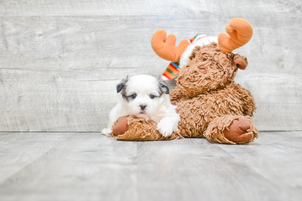 Fluffy Teddy Bear Designer Pup