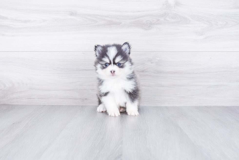 Pomsky Pup Being Cute