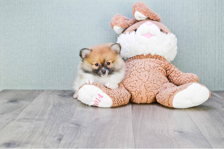 Pomeranian Pup Being Cute