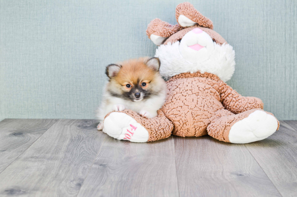 Pomeranian Pup Being Cute