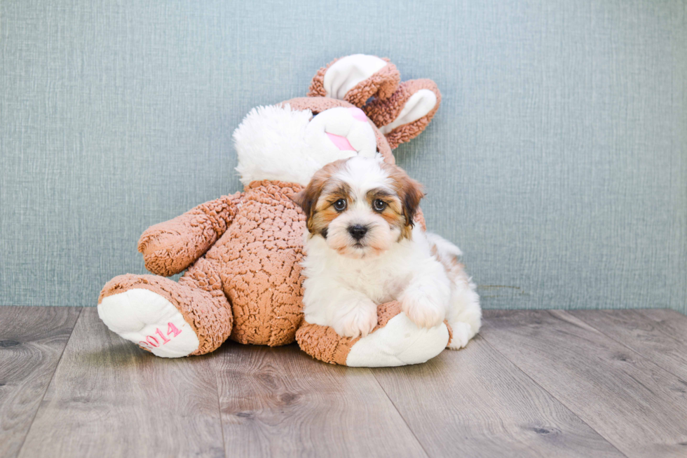 Smart Teddy Bear Designer Pup