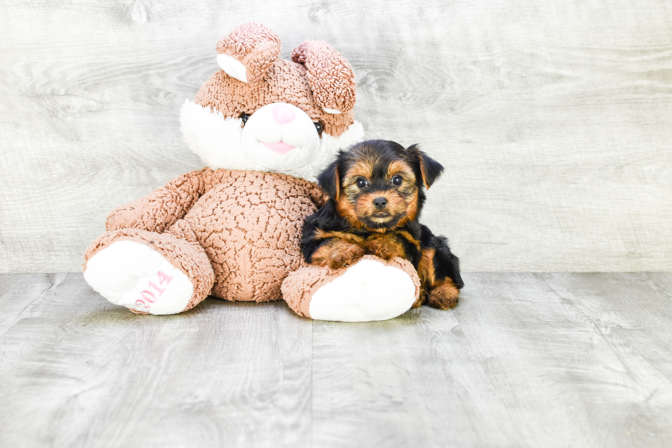 Meet Izzie - our Yorkshire Terrier Puppy Photo 