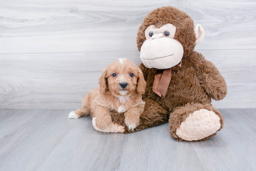 Happy Cavapoo Baby