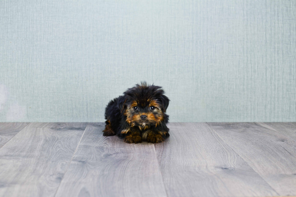 Meet Capone - our Yorkshire Terrier Puppy Photo 