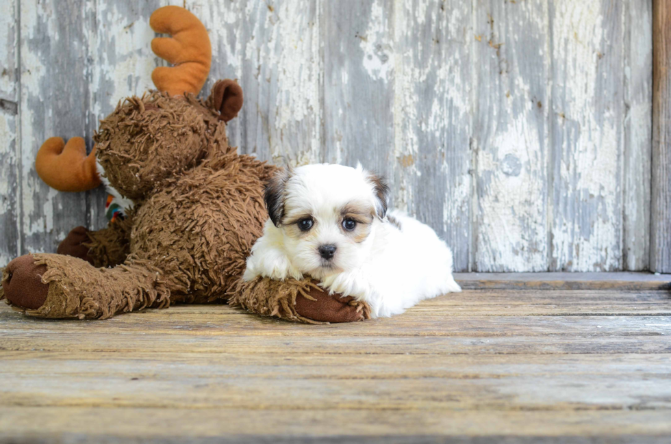 Cute Teddy Bear Baby