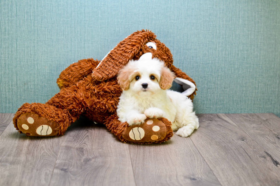 Cavachon Puppy for Adoption