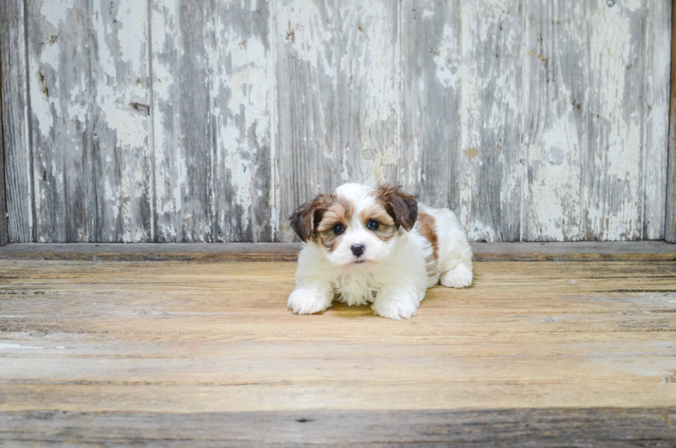 Happy Morkie Baby