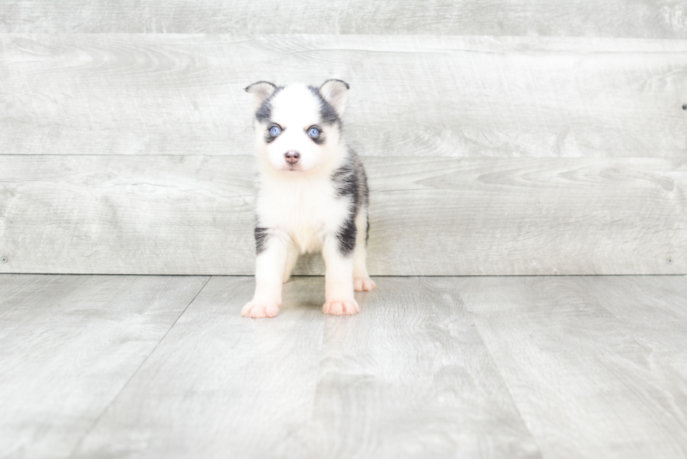 Pomsky Puppy for Adoption