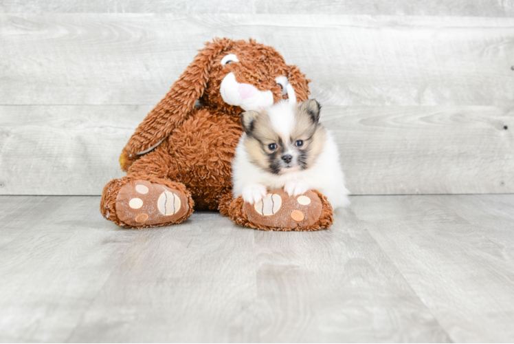 Fluffy Pomeranian Purebred Puppy