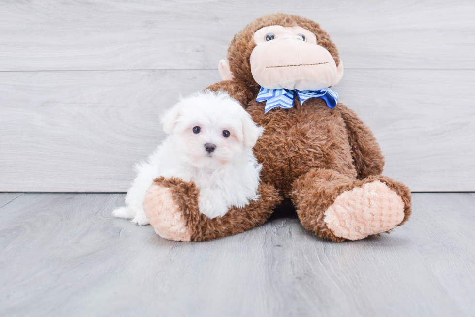 Maltese Pup Being Cute