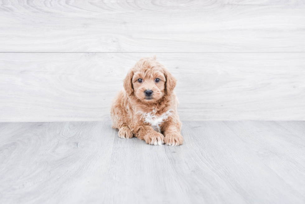 Fluffy Mini Goldendoodle Poodle Mix Pup