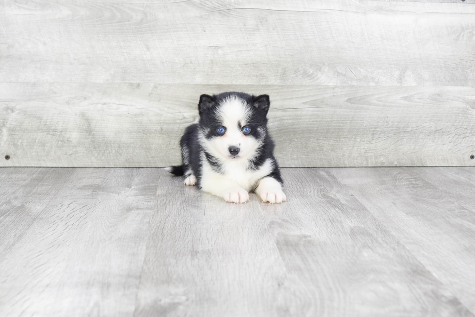 Playful Mini Husky Designer Puppy