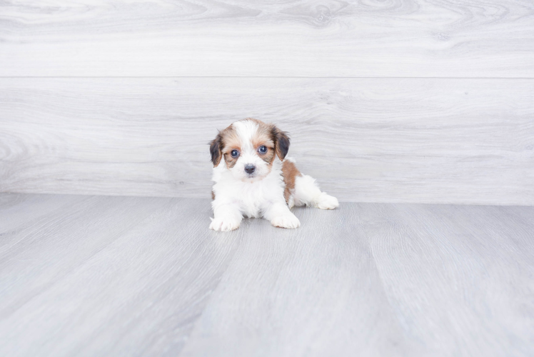 Cavachon Pup Being Cute