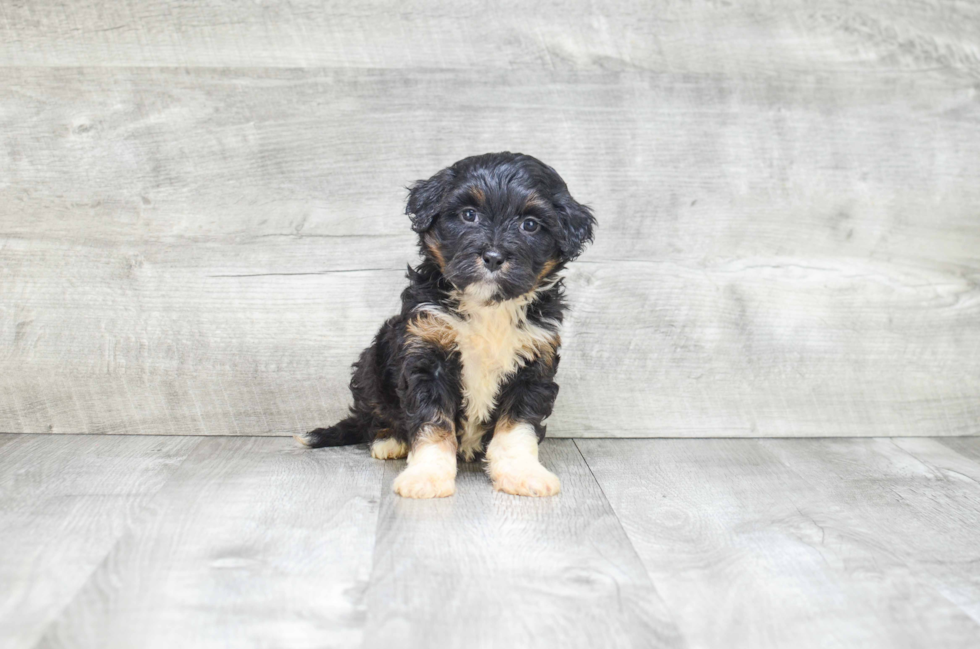 Fluffy Mini Bernedoodle Poodle Mix Pup