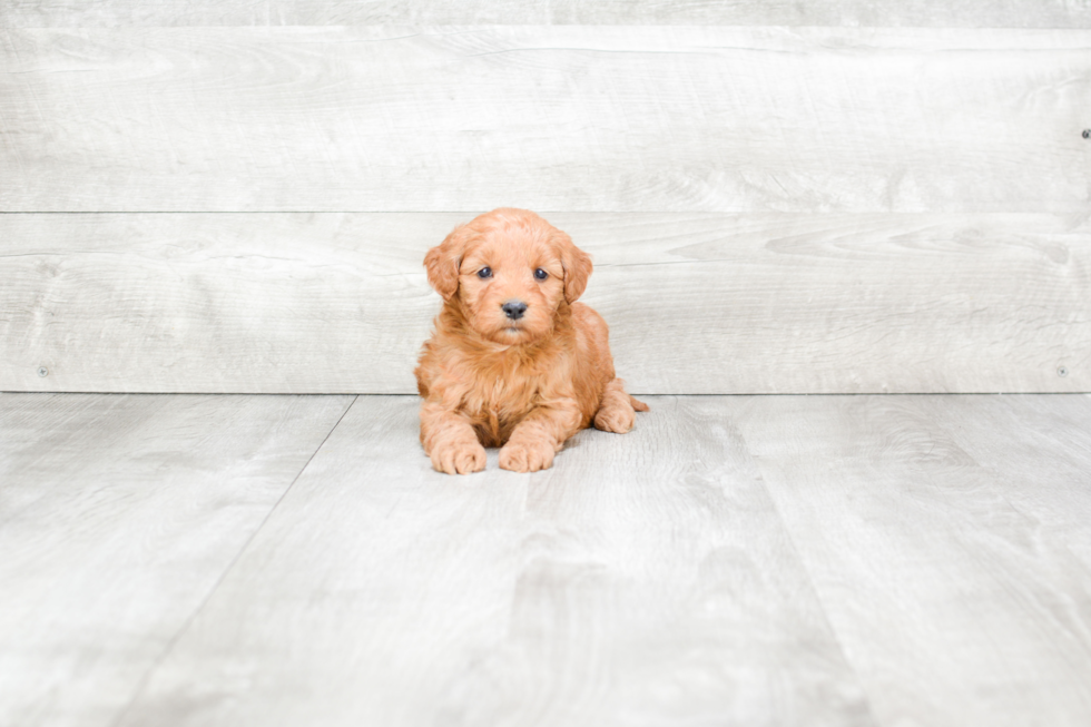 Mini Goldendoodle Pup Being Cute