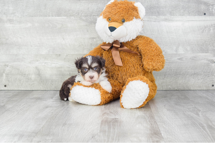 Havanese Pup Being Cute