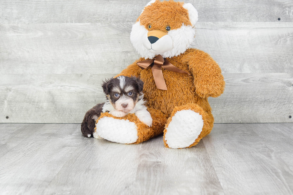 Havanese Pup Being Cute