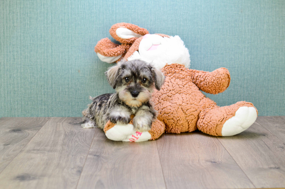 Best Mini Schnauzer Baby