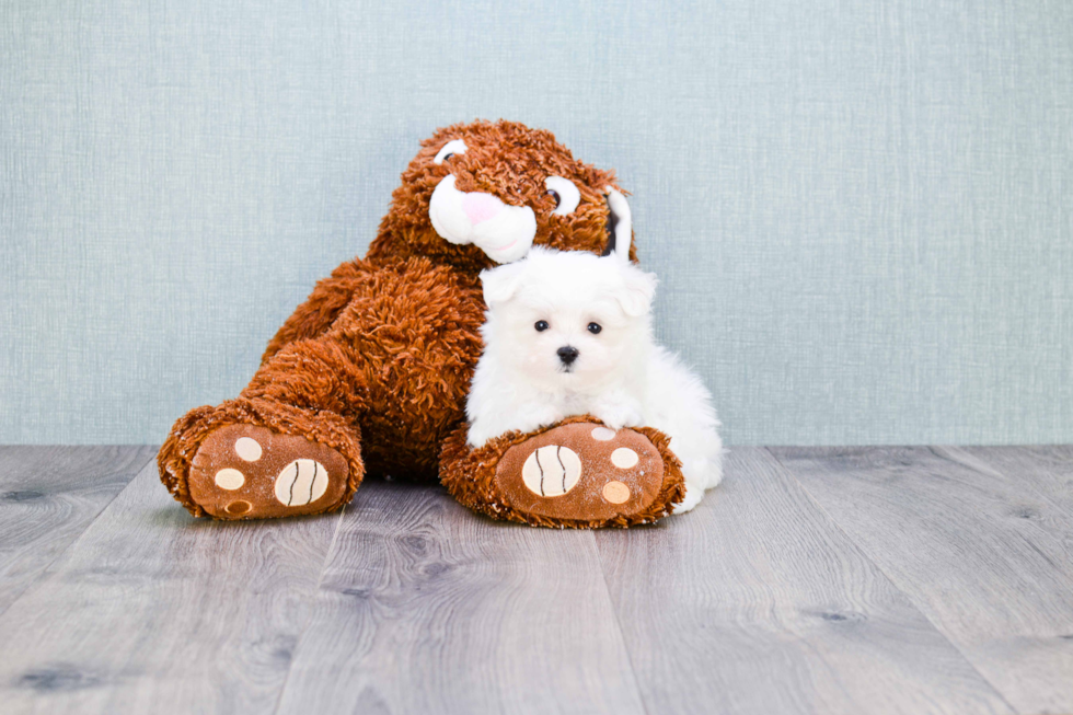 Cute Maltese Purebred Puppy