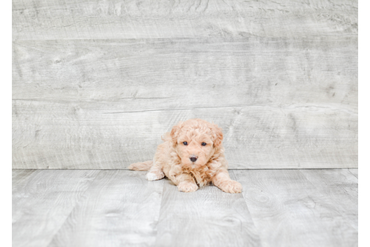 Happy Maltipoo Baby