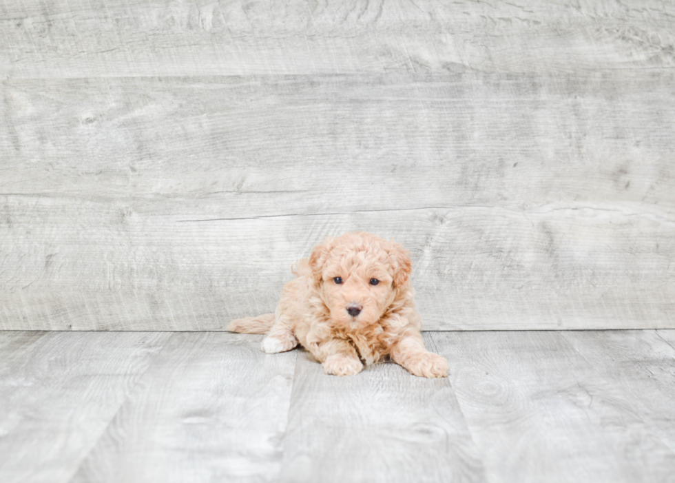 Happy Maltipoo Baby