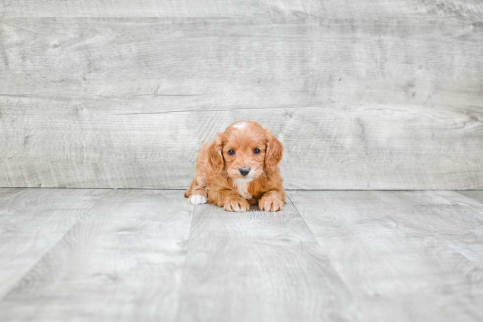 Small Cavapoo Baby