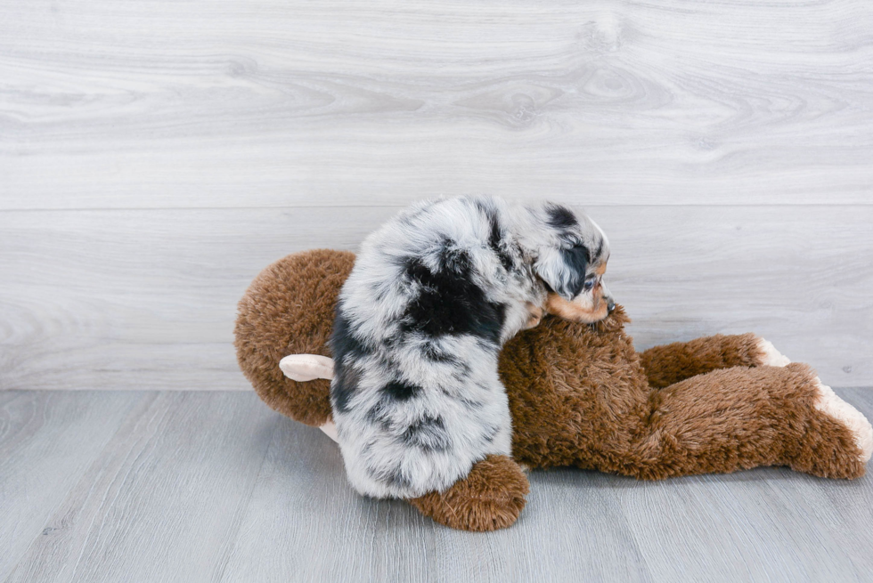 Mini Aussie Pup Being Cute