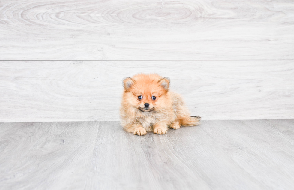 Adorable Pomeranian Purebred Puppy