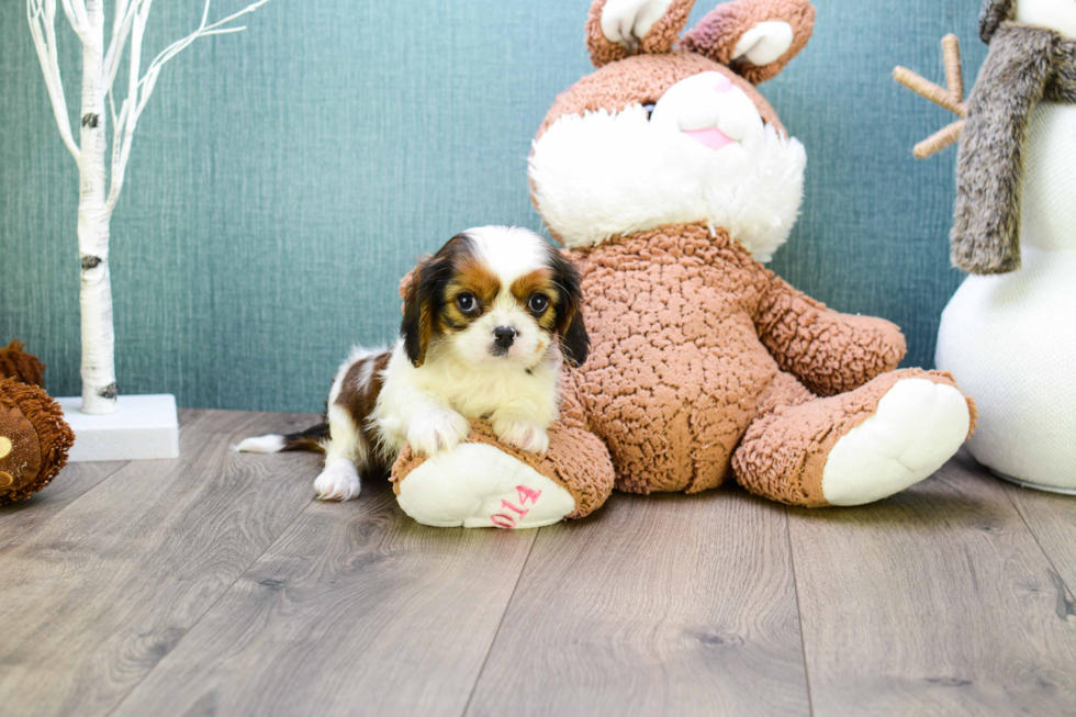 Cute Cavachon Baby