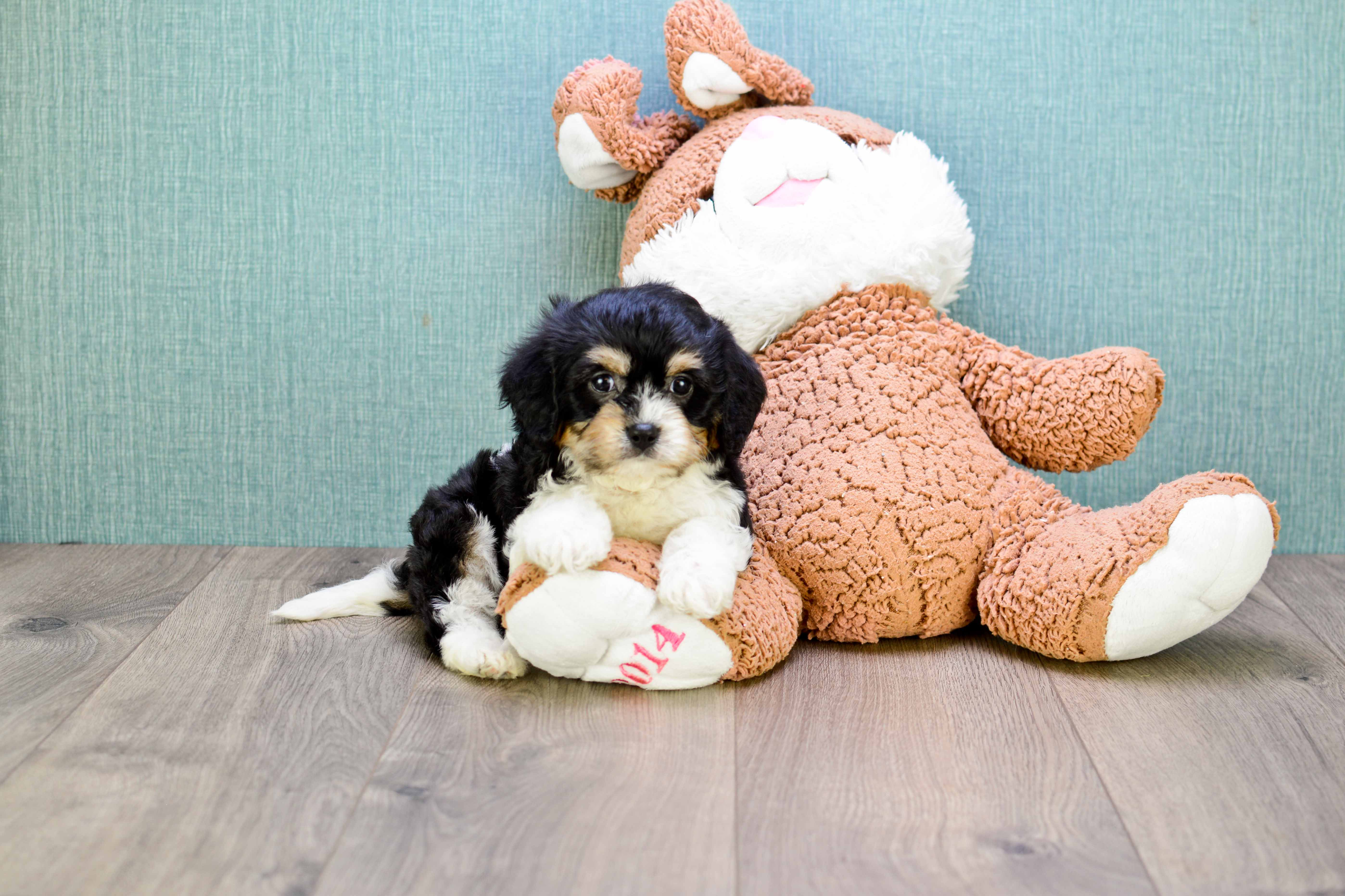 Best Cavachon Baby
