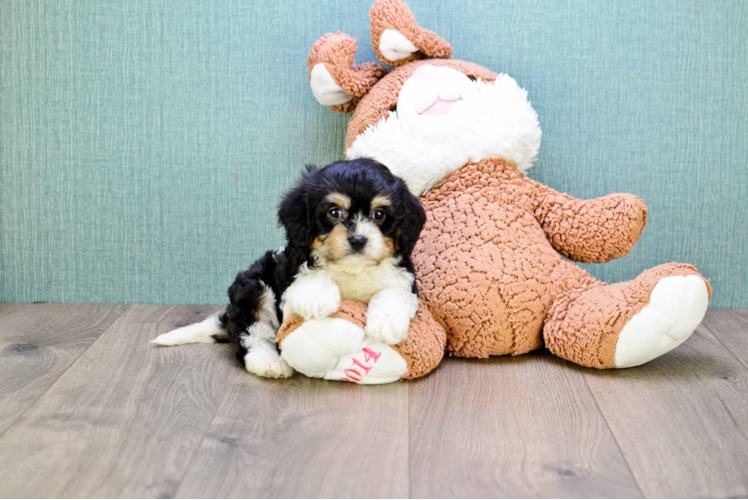 Best Cavachon Baby