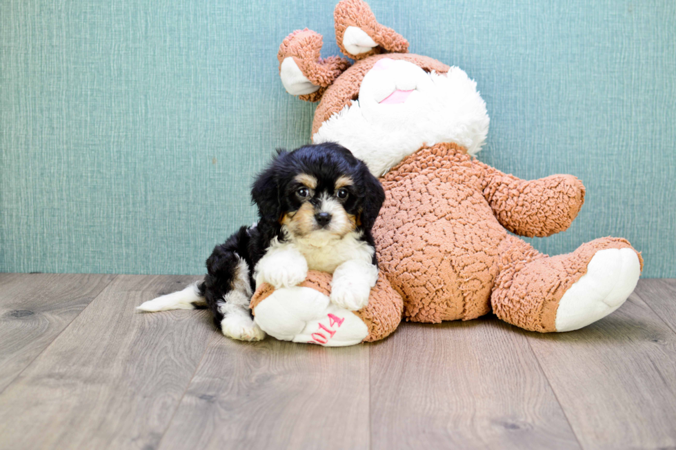 Best Cavachon Baby