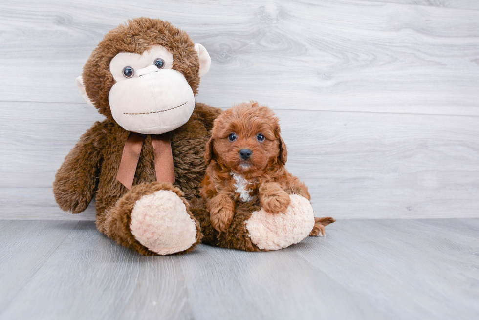 Petite Cavapoo Poodle Mix Pup