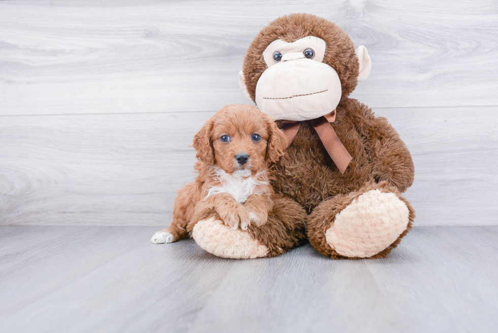 Cavapoo Pup Being Cute