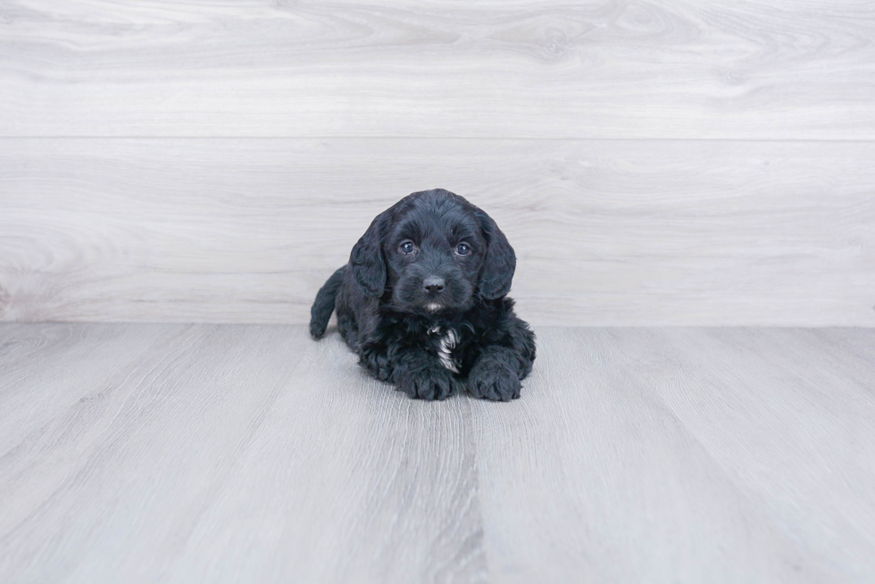 Friendly Mini Goldendoodle Baby