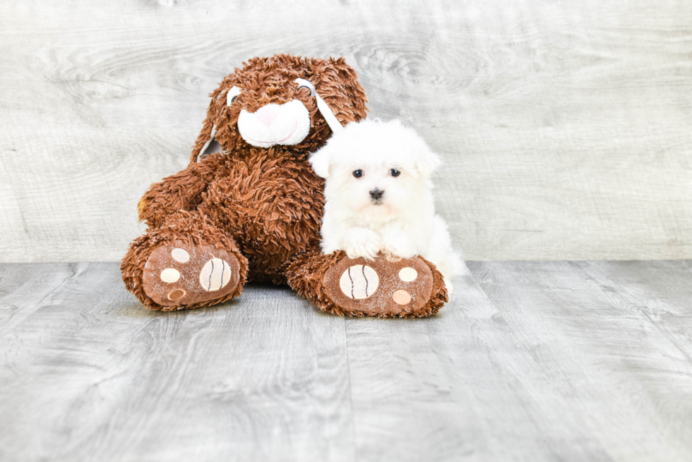 Best Maltese Baby