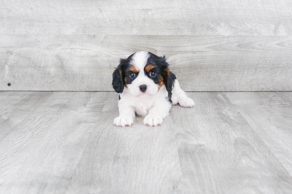 Cavalier King Charles Spaniel Puppy for Adoption