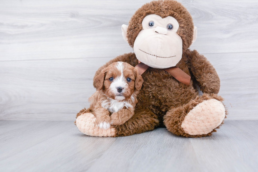 Cavapoo Pup Being Cute